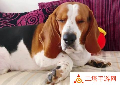 网络用语闷声发大闷是什么梗