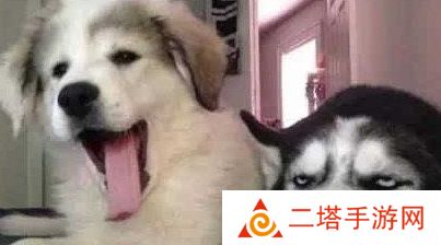 网络用语狗都嫌弃的年龄是什么梗