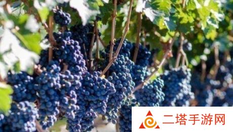网络用语送去新疆数葡萄干是什么梗